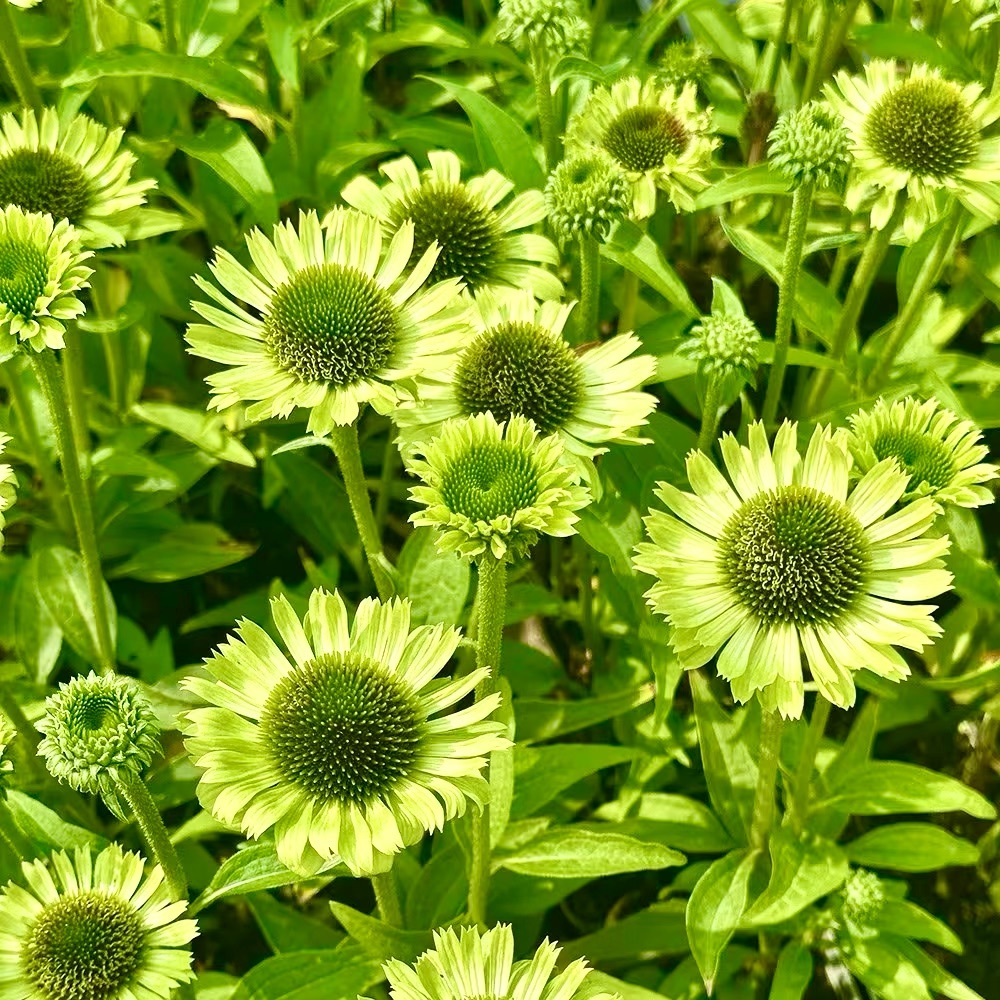 π πΏπ πΏπ πΏπ πΏπ πΏπ πΏπ πΏ - Picture 4 of 4